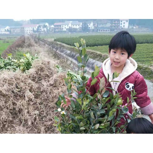 良种油茶苗供销＿在哪能买到口碑好的良种油茶苗