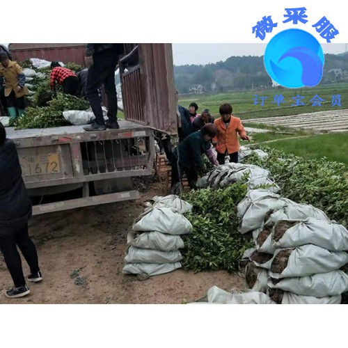 贵州良种油茶苗供销－供应湖南成活率高的良种油茶苗