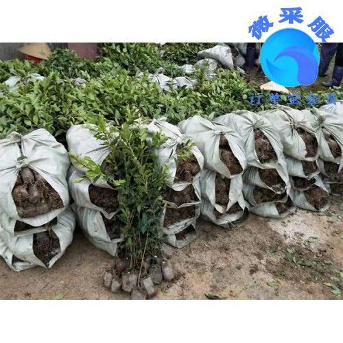 良种油茶苗哪里有供应－品种好的良种油茶苗出售