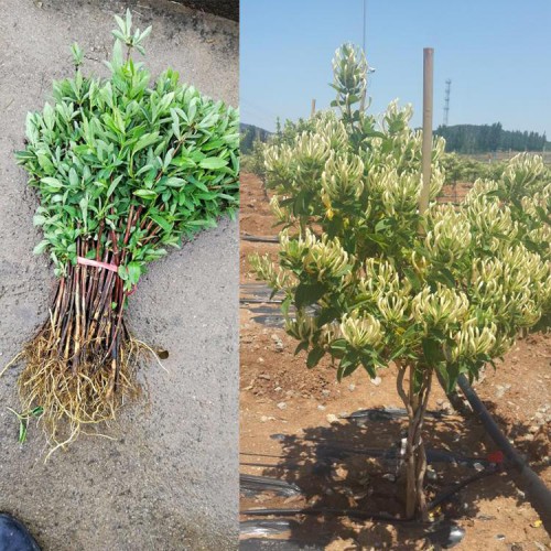 金银花树苗 金银花树苗多少钱一棵