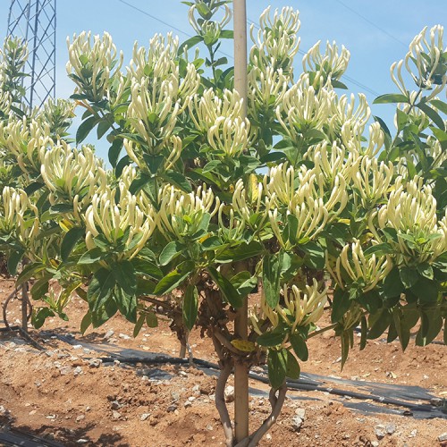 金银花种苗批发