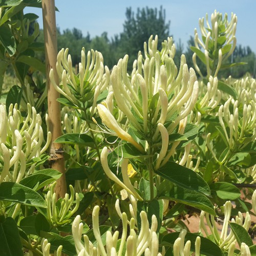 金银花种苗厂家