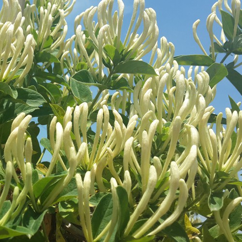 金银花种苗价格