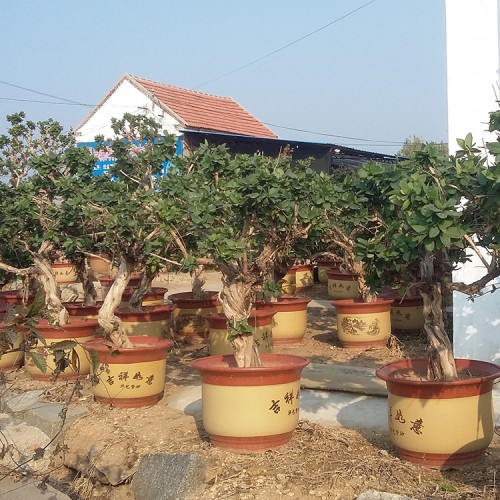 金银花苗价格 金银花苗直销