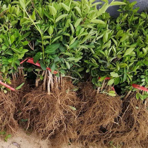 金银花苗批发价格 树型金银花苗