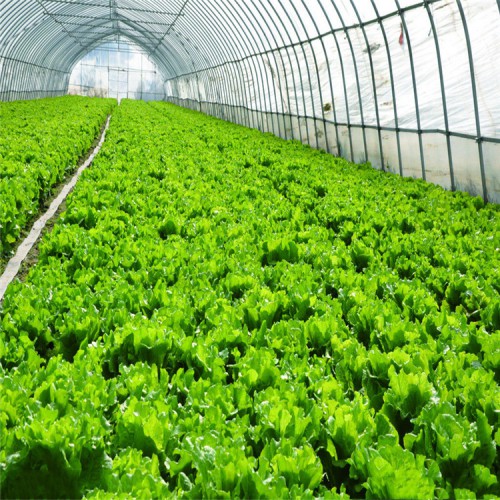 春秋拱棚 春秋拱棚建设厂家 春秋拱棚建设