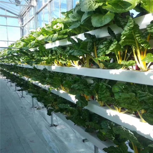 无土基质栽培蔬菜 无土栽培基质 有机基质无土栽培