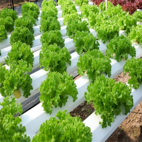 无土栽培水培蔬菜设备 水培无土栽培 无土栽培工程
