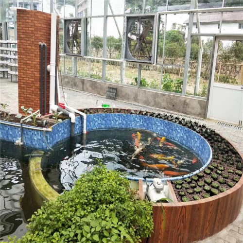 阳台鱼菜共生 鱼菜和谐共生 优良食鱼菜共生