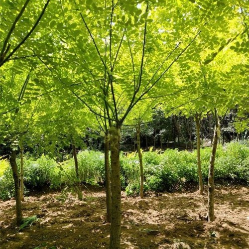 榆树价格 榆树批发