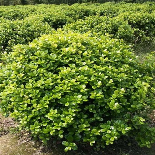 无刺枸骨小苗 无刺枸骨小苗价格 规格齐全