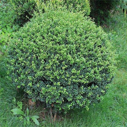 龟甲冬青厂家  龟甲冬青小苗