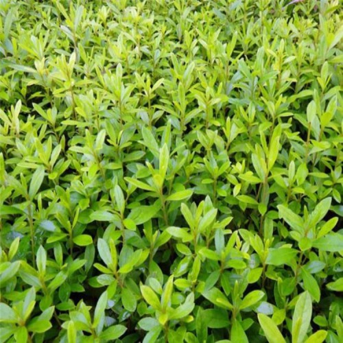 杜鹃  厂家直销杜鹃