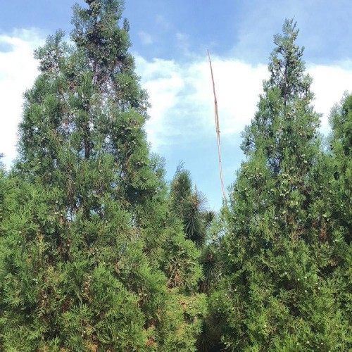 龙柏 绿禾苗圃龙柏小苗，