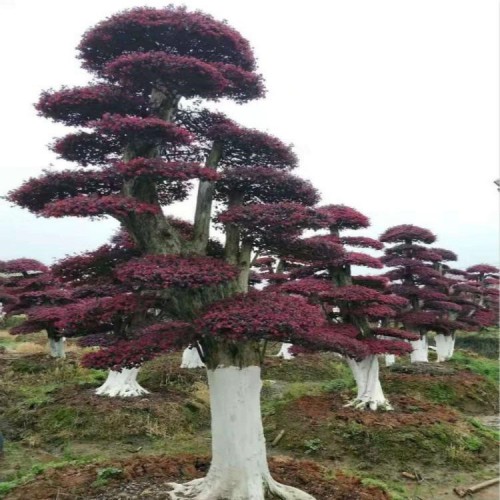 造型红花继木 绿化苗树厂家