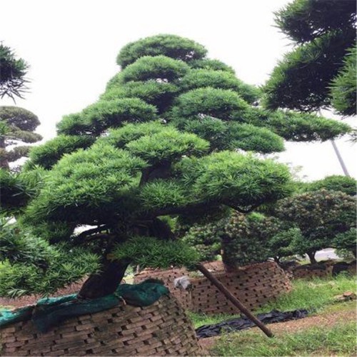 罗汉松造型 罗汉松价格