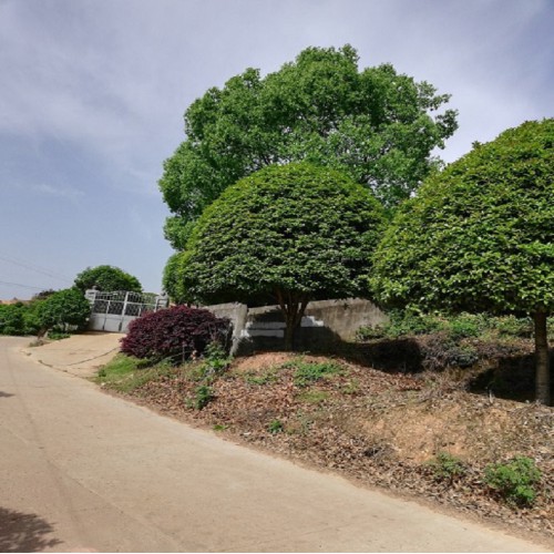 桂花树价格 16-17-18公分桂花树