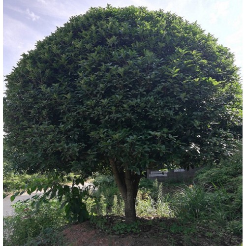 桂花树价格 22-23-24公分桂花树