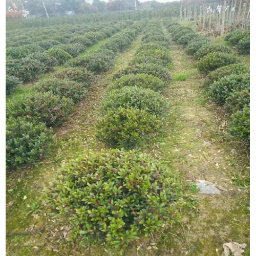 纹母球 纹母球价格 中华蚊母球价格