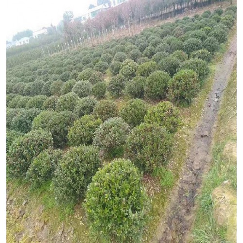 中华蚊母球价格 纹母球价格 小叶纹母球价格