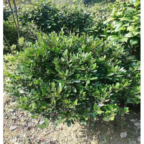 中华蚊母球价格 纹母球价格 80-90-100公分中华蚊母球