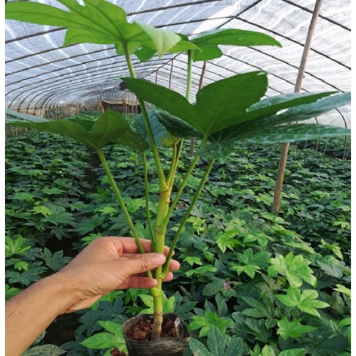 八角金盘价格 八角金盘小苗价格 八角金盘杯苗价格