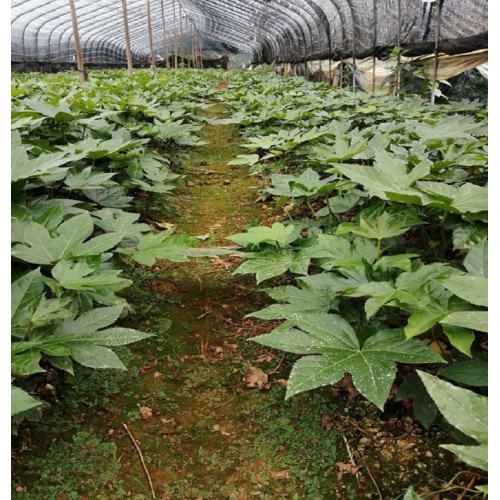 基地直销八角金盘 八角金盘价格 八角金盘小苗价格