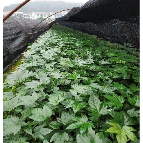 大量供应八角金盘 八角金盘价格 八角金盘小苗价格