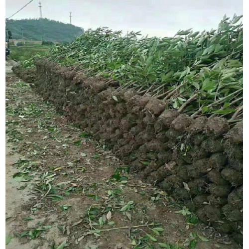 100-110-120公分法国冬青 法国冬青价格 珊瑚树价格