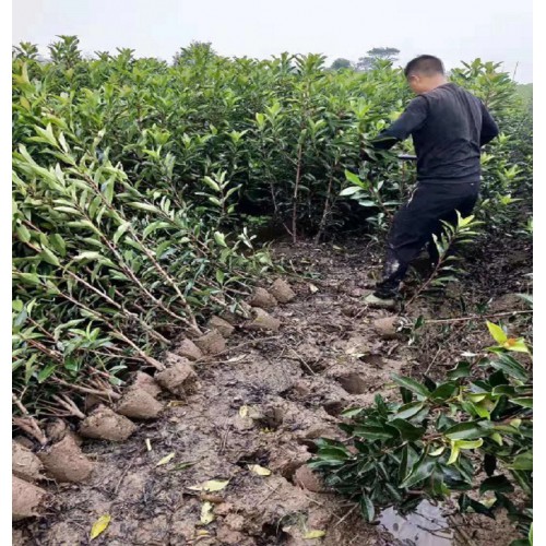 130-140-150公分法国冬青 法国冬青价格 珊瑚树价格