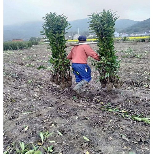 160-170-180公分法国冬青 法国冬青价格 珊瑚树价格