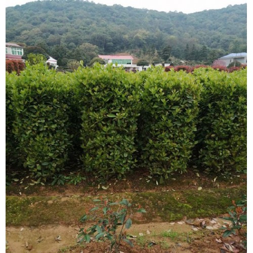 法国冬青柱价格 法国冬青价格 珊瑚柱价格 法国冬青