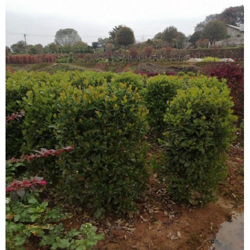 130-140-150公分法国冬青柱价格 珊瑚柱价格