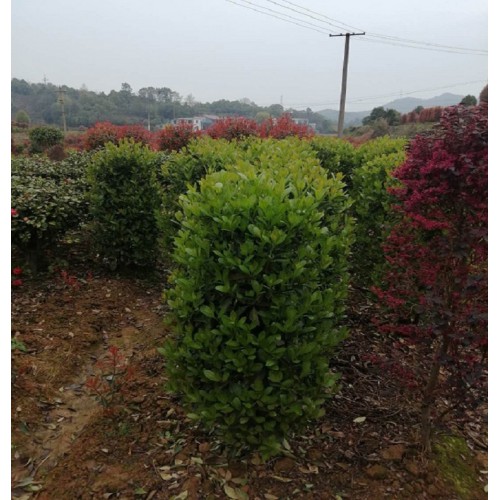 1-1.2-1.5米法国冬青柱价格 珊瑚柱价格