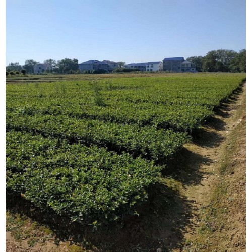 茶梅价格 茶梅小苗 茶梅小苗价格 茶梅色块苗价格