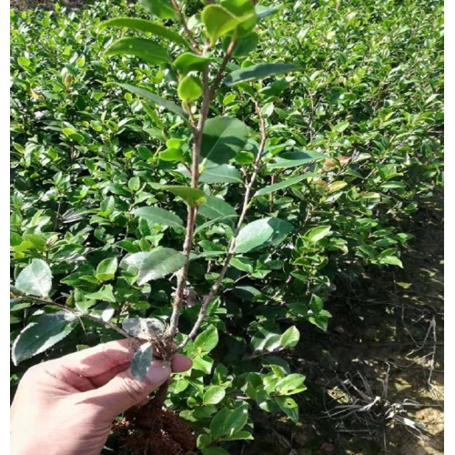 胜予苗木 茶梅价格 茶梅小苗 茶梅小苗价格 茶梅色块苗价格