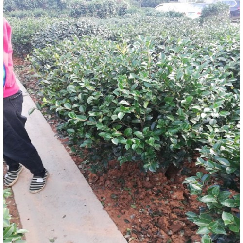 90-100-110-120公分茶梅球 茶梅价格 茶梅球价格