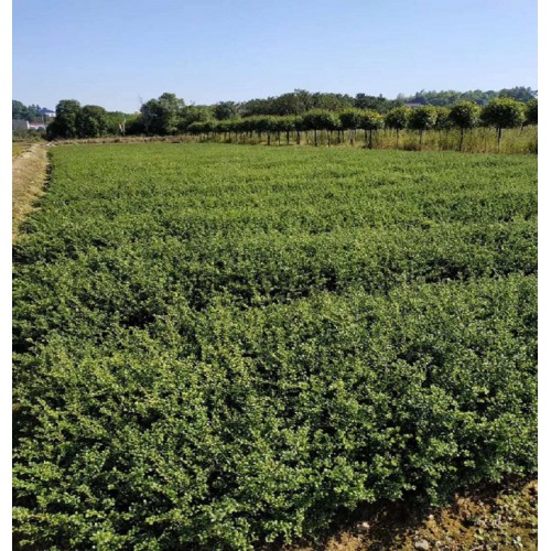 龟甲冬青 龟甲冬青小苗 龟甲冬青小苗价格