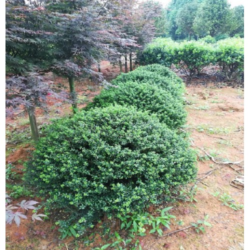 龟甲冬青球 龟甲冬青球价格 龟甲冬青价格