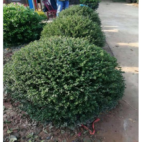 130-150公分龟甲冬青球 龟甲冬青球价格 龟甲冬青价格