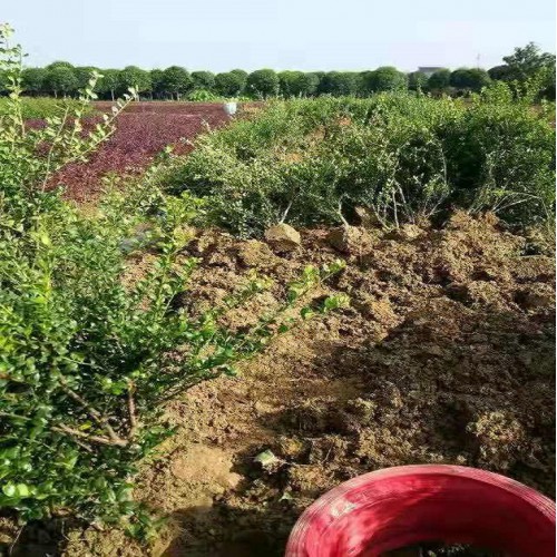 龟甲冬青小毛球 龟甲冬青球价格 龟甲冬青价格