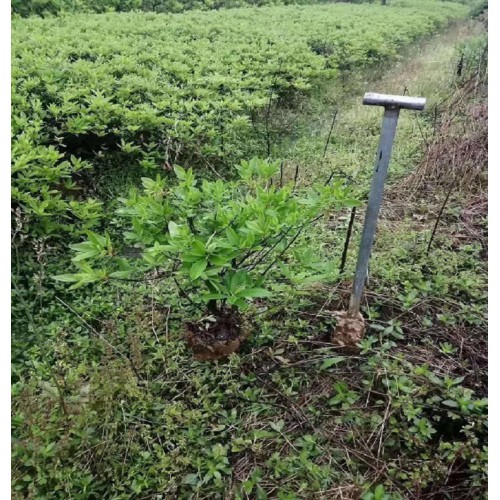 春鹃小毛球 春鹃价格 春鹃小毛球价格