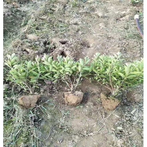 杜鹃小毛球 毛鹃价格 毛鹃小毛球价格