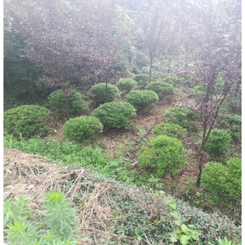 50-60-70公分春鹃球价格 杜鹃球价格 毛鹃球价格