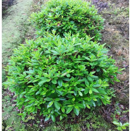 100-110-120公分春鹃球价格 杜鹃球价格 毛鹃球价格