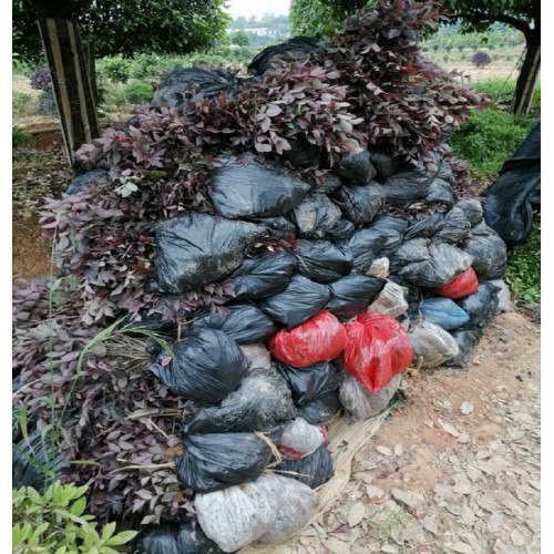 红花继木 红继木小苗 红桎木小苗价格 红花檵木价格