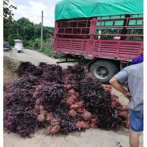 红继木小毛球 红继木小毛球价格 红檵木价格 红桎木小毛球价格