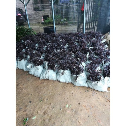 红花继木价格 红花檵木杯苗价格 红花继木杯苗价格