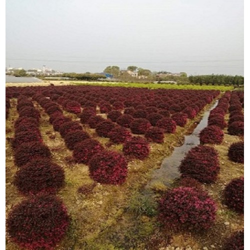 80-280公分红花继木球 红花继木球价格  红桎木球价格