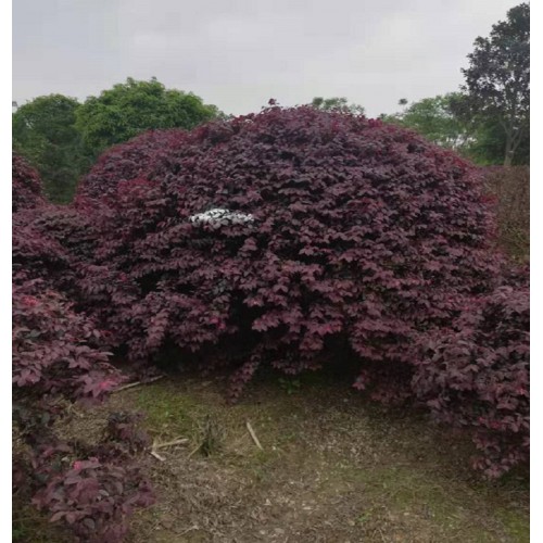 200-250-280公分红花继木球 红花继木球价格